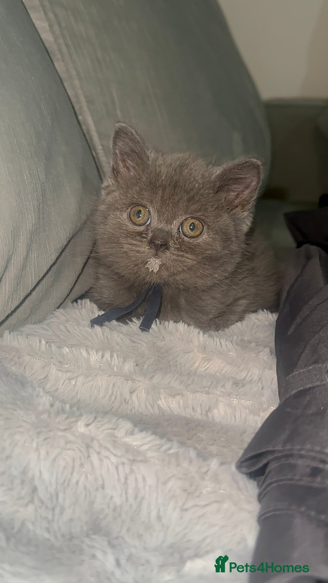 British Shorthair cats for sale: REDUCED!!! Stunning British Short Hair Kittens - Image 34