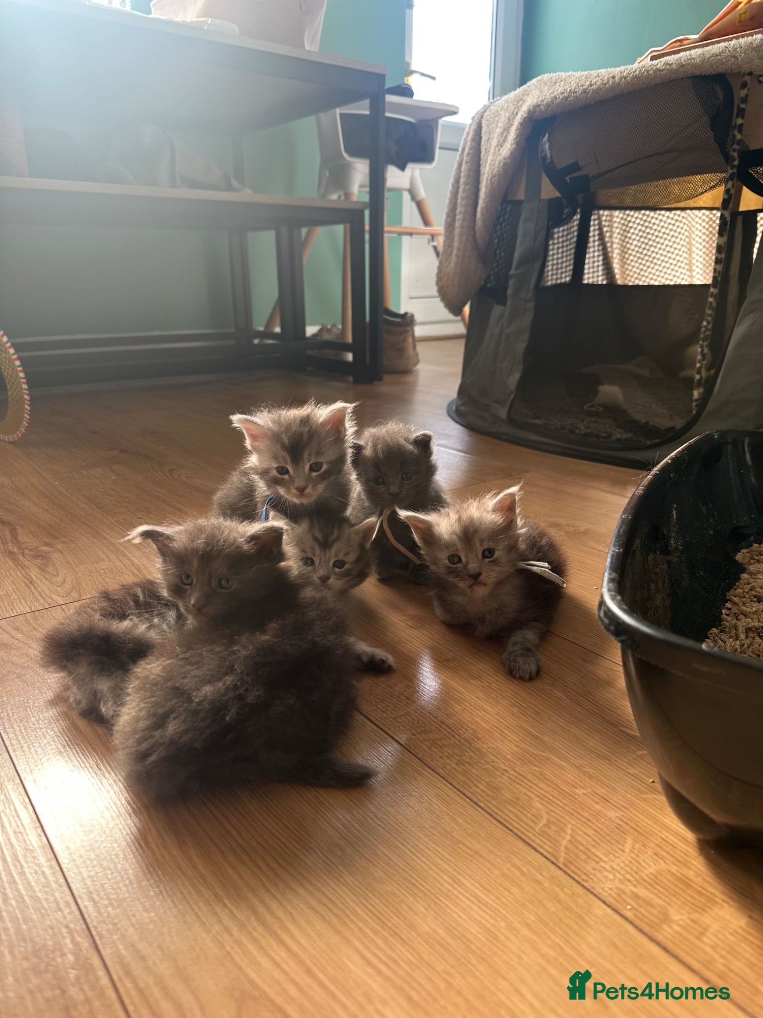 Maine Coon cats 5 beautiful Maine coon kittens - Advert 4
