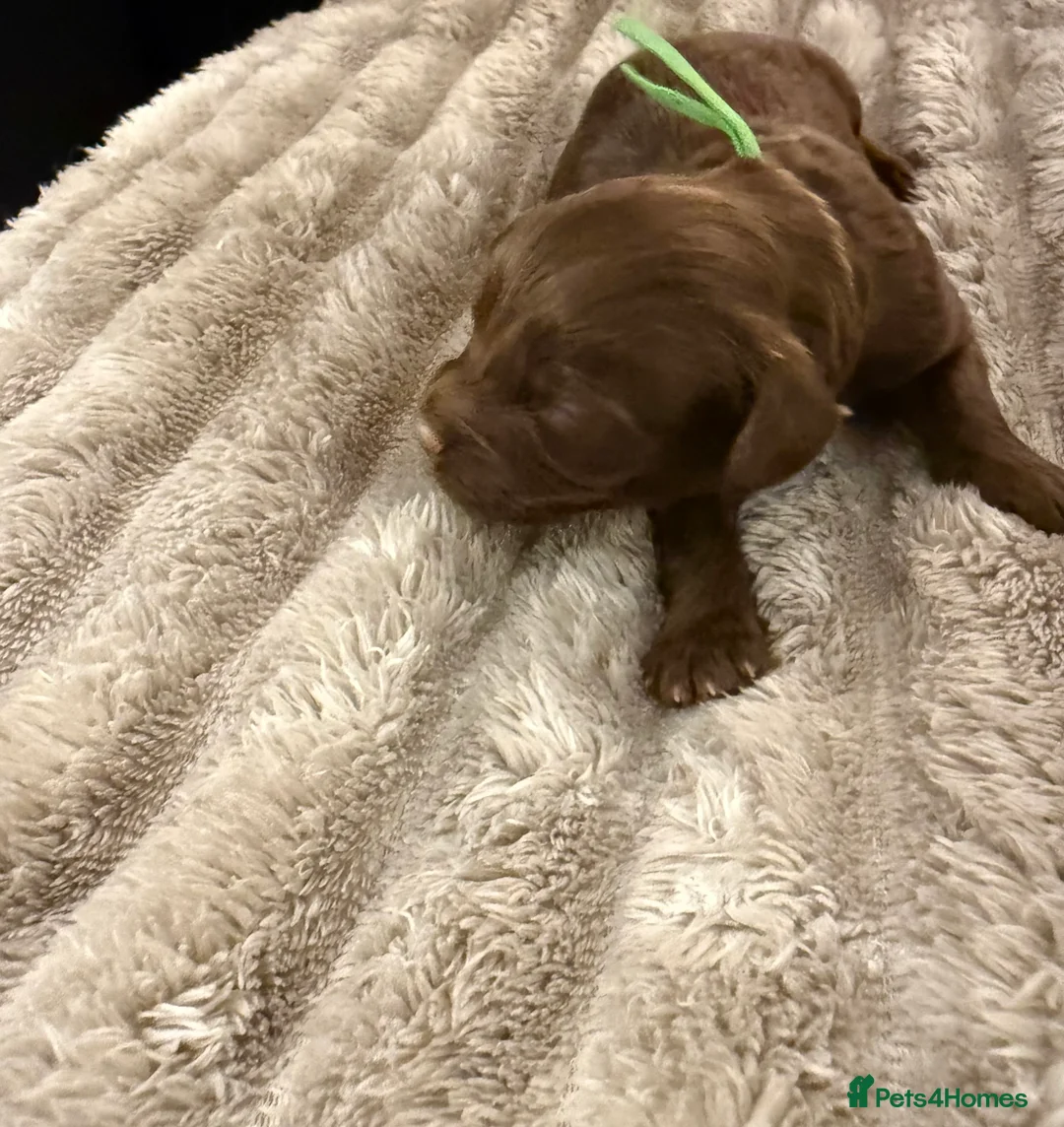 Cavapoo dogs for sale: Beautiful litter of 8 Cavapoos  - Advert 4