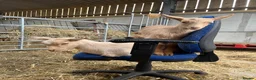 Goats livestock for sale: Royal golden guernsey wethers  - Advert 2
