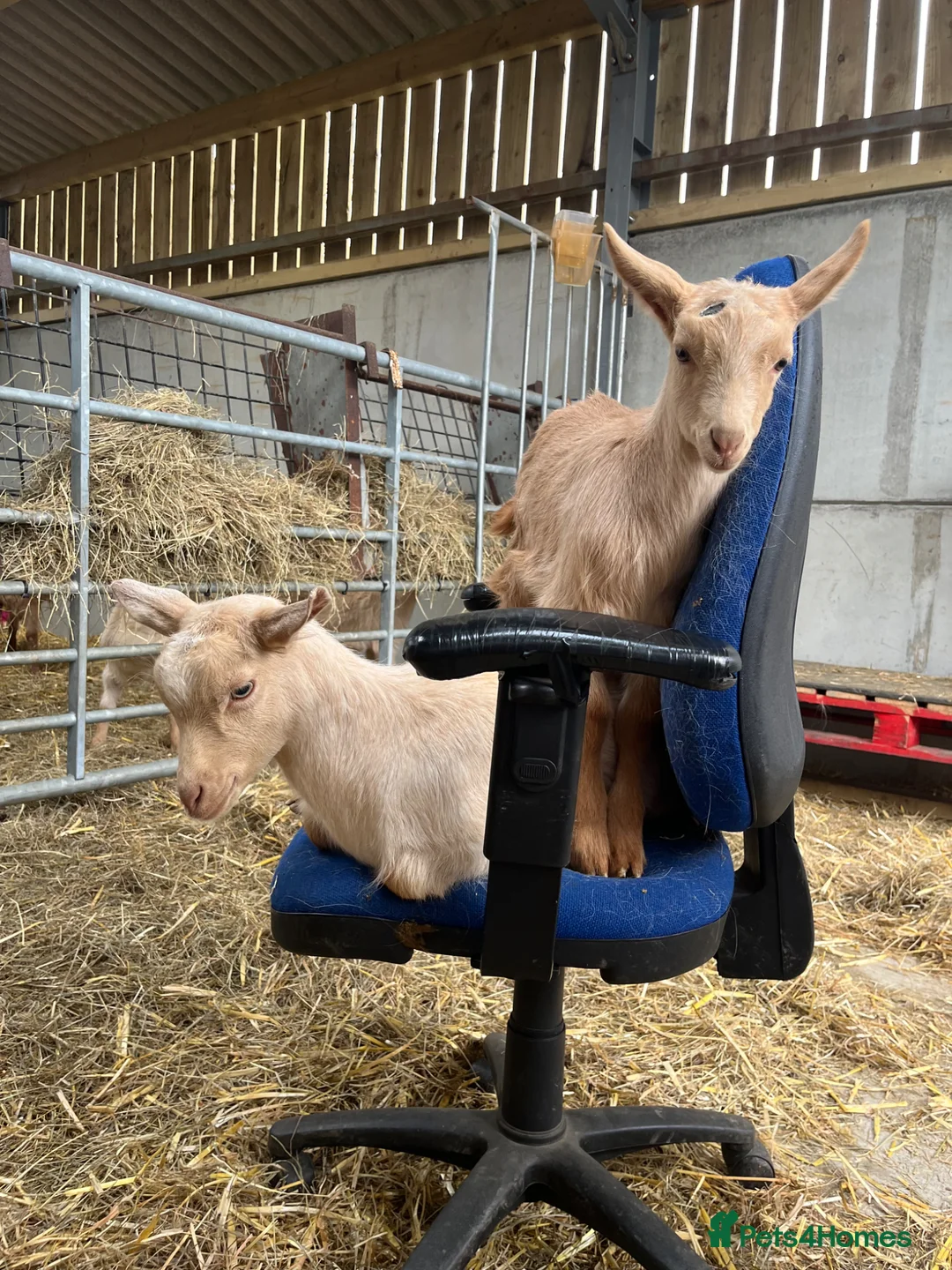 Goats livestock for sale: Royal golden guernsey wethers  - Advert 2