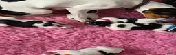 Jack Russell dogs for sale: Stunning Litter Traditional JRT Puppies 4M1F - Advert 4