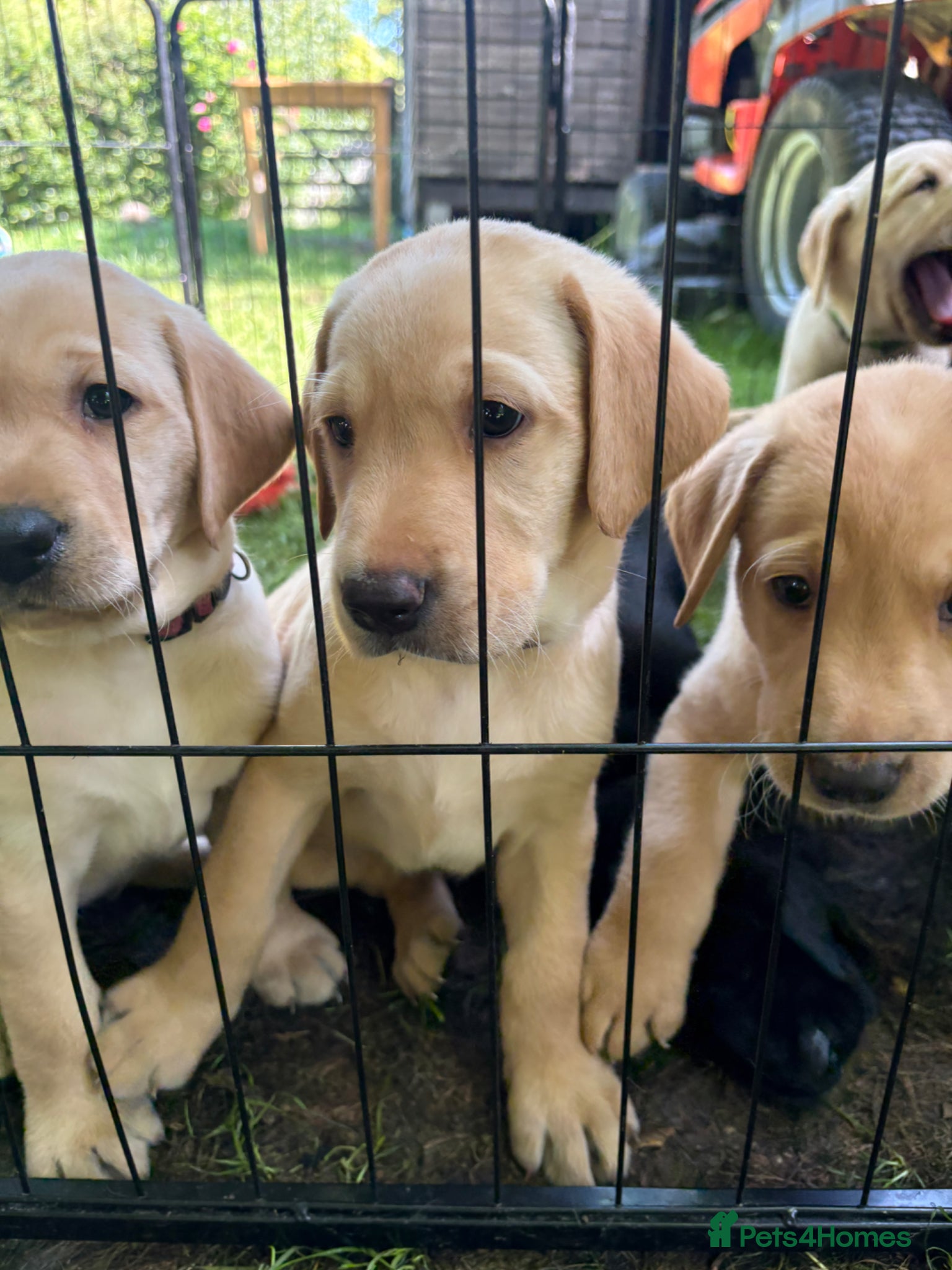 Labrador Retriever dogs 🐾Beautiful Labrador Puppies - 2 LEFT 🐾  - Advert 6