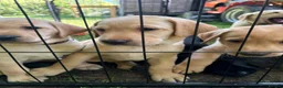 Labrador Retriever dogs for sale: 🐾Beautiful Labrador Puppies - 1 LEFT 🐾  - Advert 2