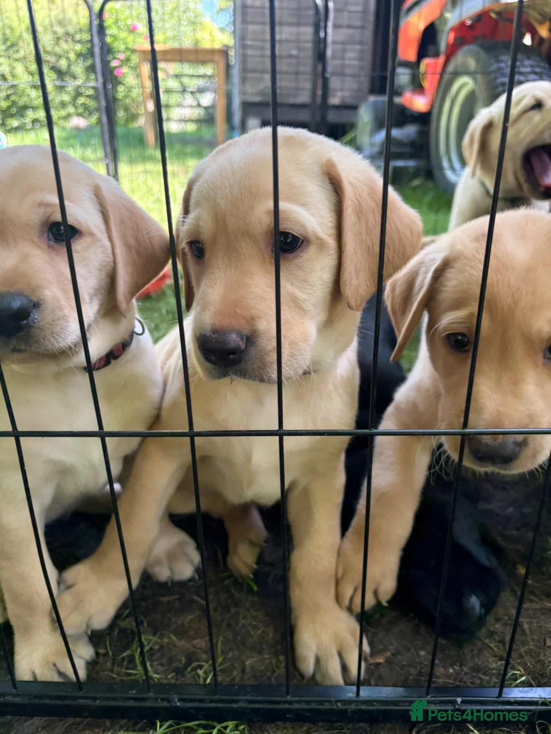 Labrador Retriever dogs for sale: 🐾Beautiful Labrador Puppies - 1 LEFT 🐾  - Advert 2