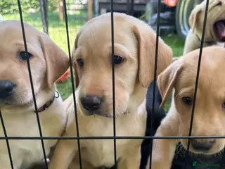 Labrador Retriever dogs 🐾Beautiful Labrador Puppies - 2 LEFT 🐾 - Advert 6