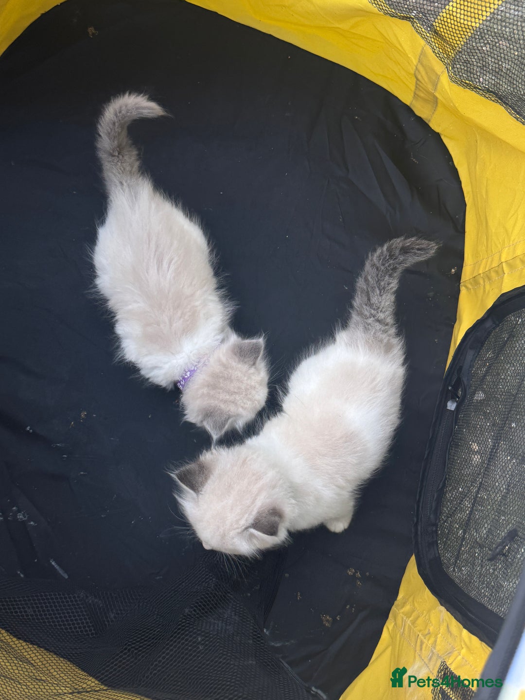Ragdoll cats for sale: Pure Ragdoll kittens, ready 20th December - Advert 23