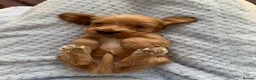 Cocker Spaniel dogs for sale: Beautiful pedigree English show cocker puppies 🐾 in Knutsford - Advert 19
