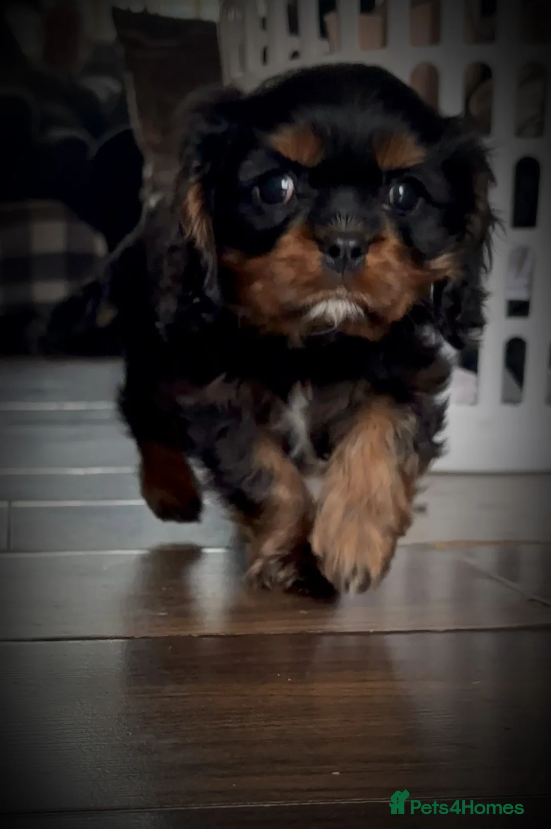 Cavalier King Charles Spaniel dogs for sale: Cavalier baby boy  - Advert 6