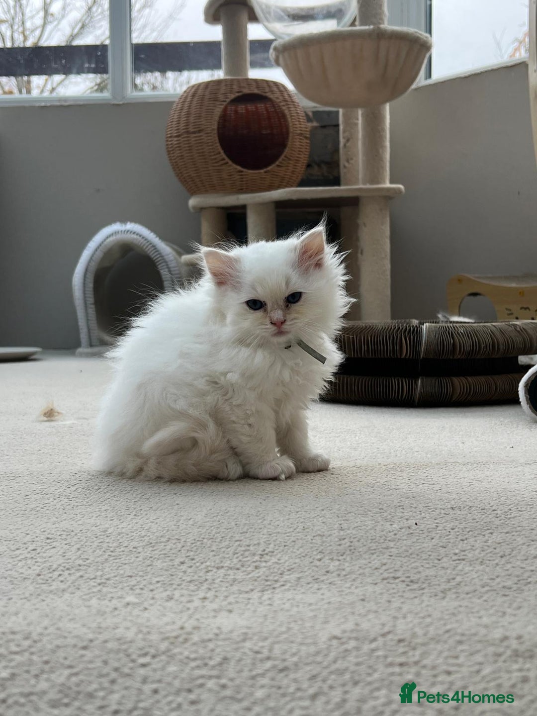 Ragdoll cats for sale: 100% Pure ragdoll kittens - Advert 8