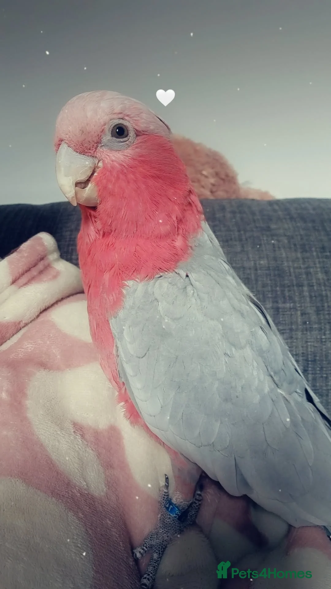 Cockatoo birds for sale: Female galah cockatoo  - Advert 2