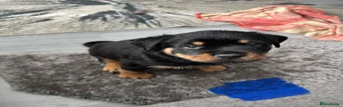 Rottweiler Puppy 4