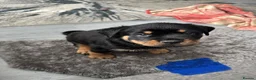 Rottweiler dogs for sale: 3 Beautiful Rottweiler Puppies - RESERVATION - Advert 6