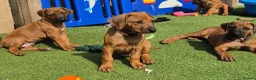 Rhodesian Ridgeback dogs for sale: 4x FEMALE RHODESIAN RIDGEBACK PUPS!! - Advert 14