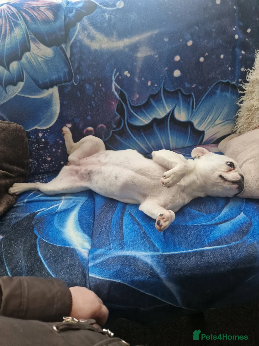 French Bulldog dogs for sale: Buldog francez - Advert 7