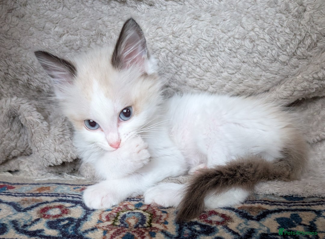 Ragdoll cats for sale: Gorgeous Lucy, a seal bicolour ragdoll kitten  - Advert 1