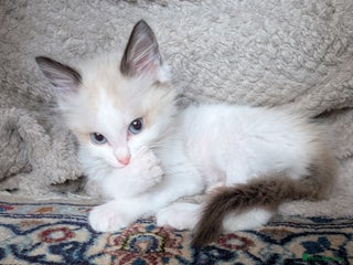 Ragdoll cats Gorgeous Lucy, a seal bicolour ragdoll kitten - Advert 4
