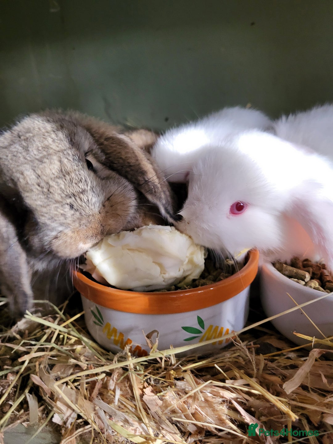Mini Lop rabbits for sale: Mini Lop Bunnies Beautiful 😍 Ready to Leave - Advert 7