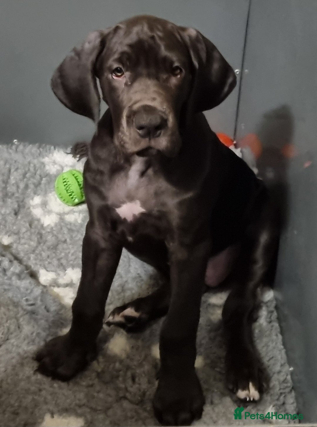 Great Dane dogs for sale: Beautiful girls. KC HEALTH TESTED  - Advert 17