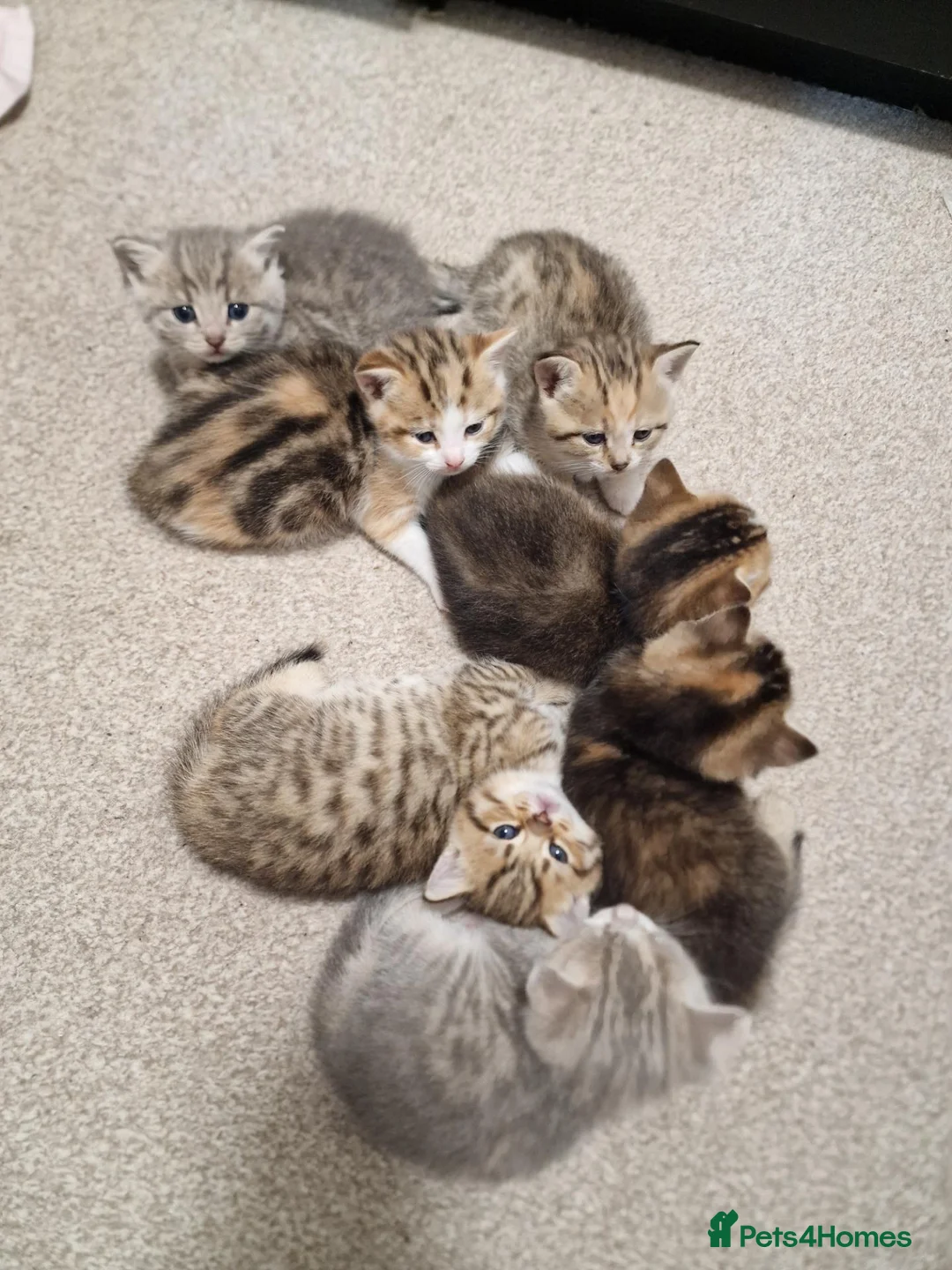 Mixed Breed cats for sale: Beautiful British Shorthair x Bengal Cross Kittens in Farnham - Advert 2
