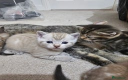 Mixed Breed cats for sale: Five Stunning Bengal X Kittens For Sale  - Image 18