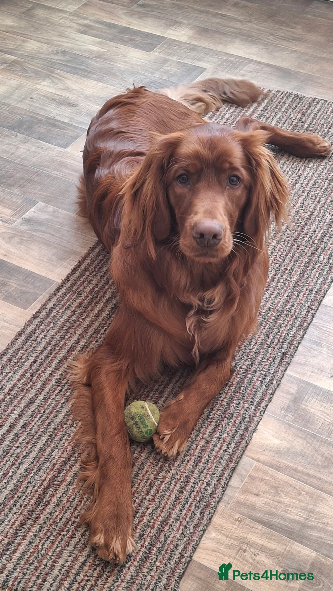 Mixed Breed dogs for sale: Irish Setter For sale - Advert 3