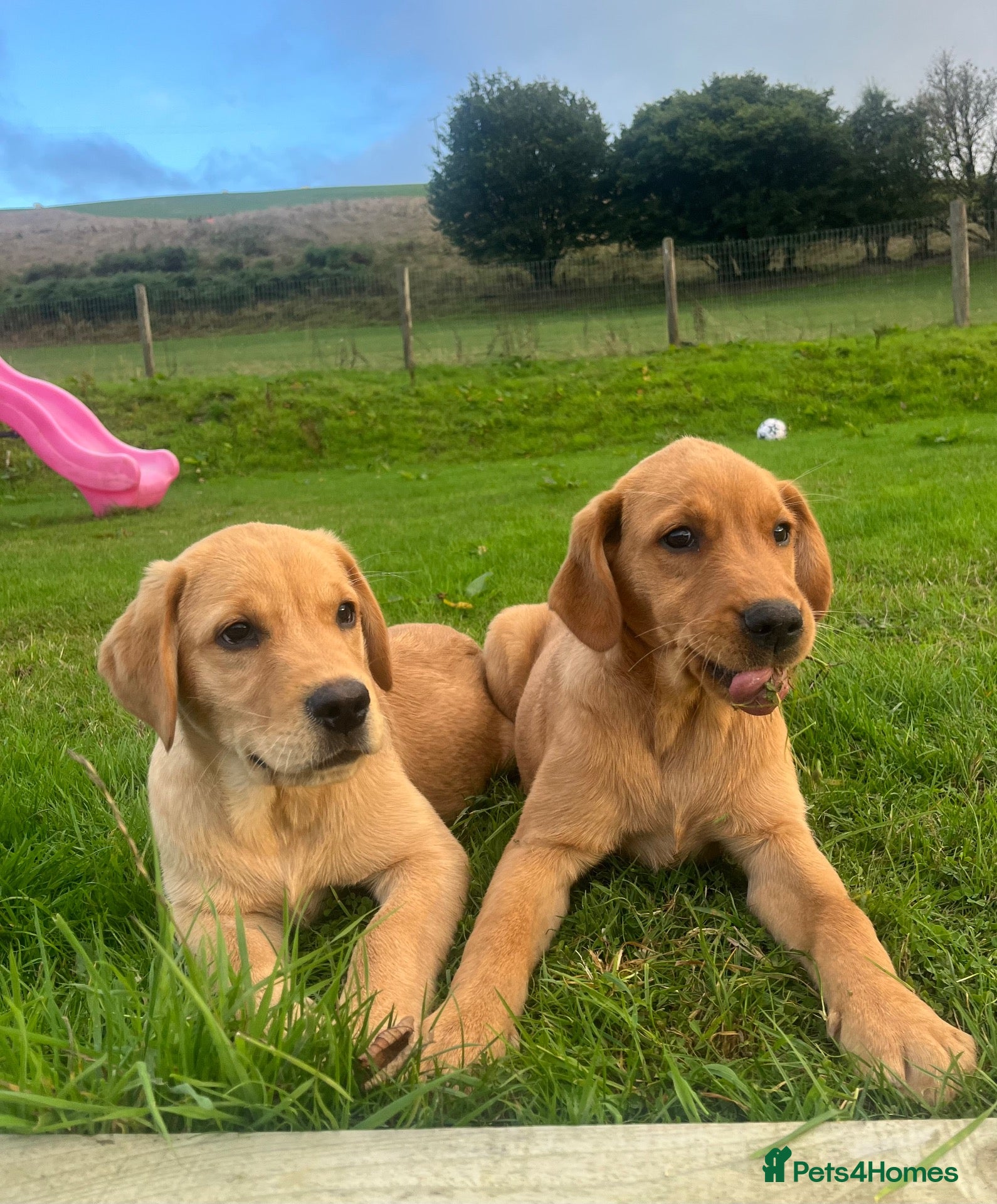 Goldador dogs Beautiful Male Goldador Puppy - Advert 1
