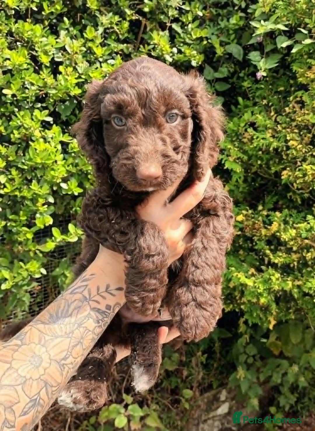 Cockapoo dogs for sale: F1b SPROODLES FROM 5* LICENCED BREEDER. - Image 3