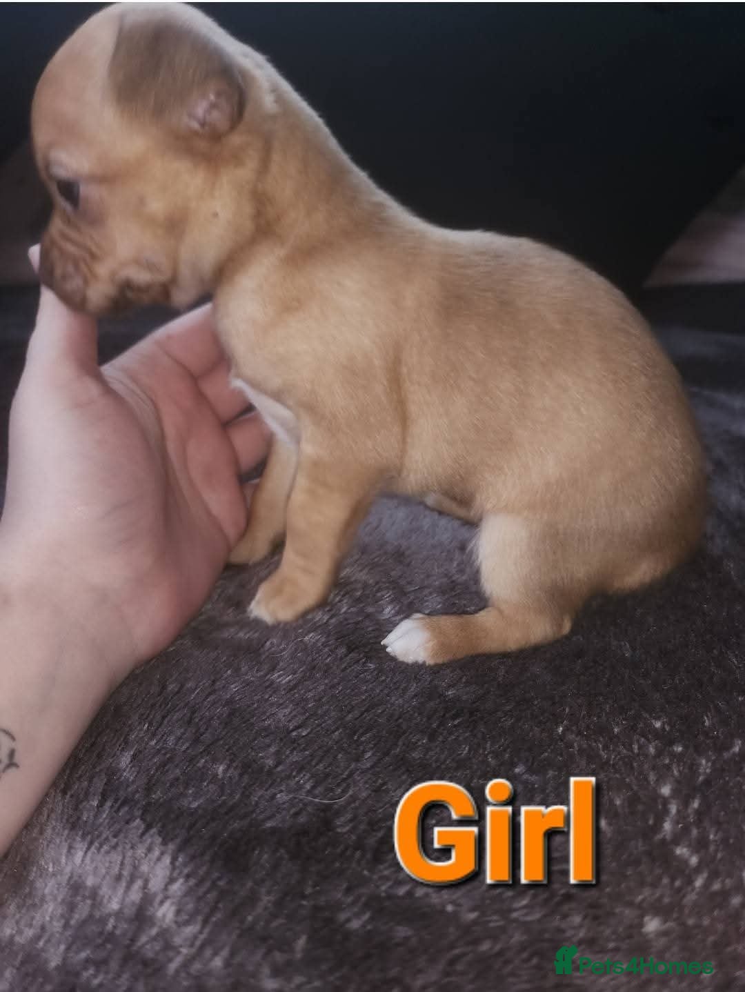 Mixed Breed dogs for sale: Looking for new lap  - Advert 2