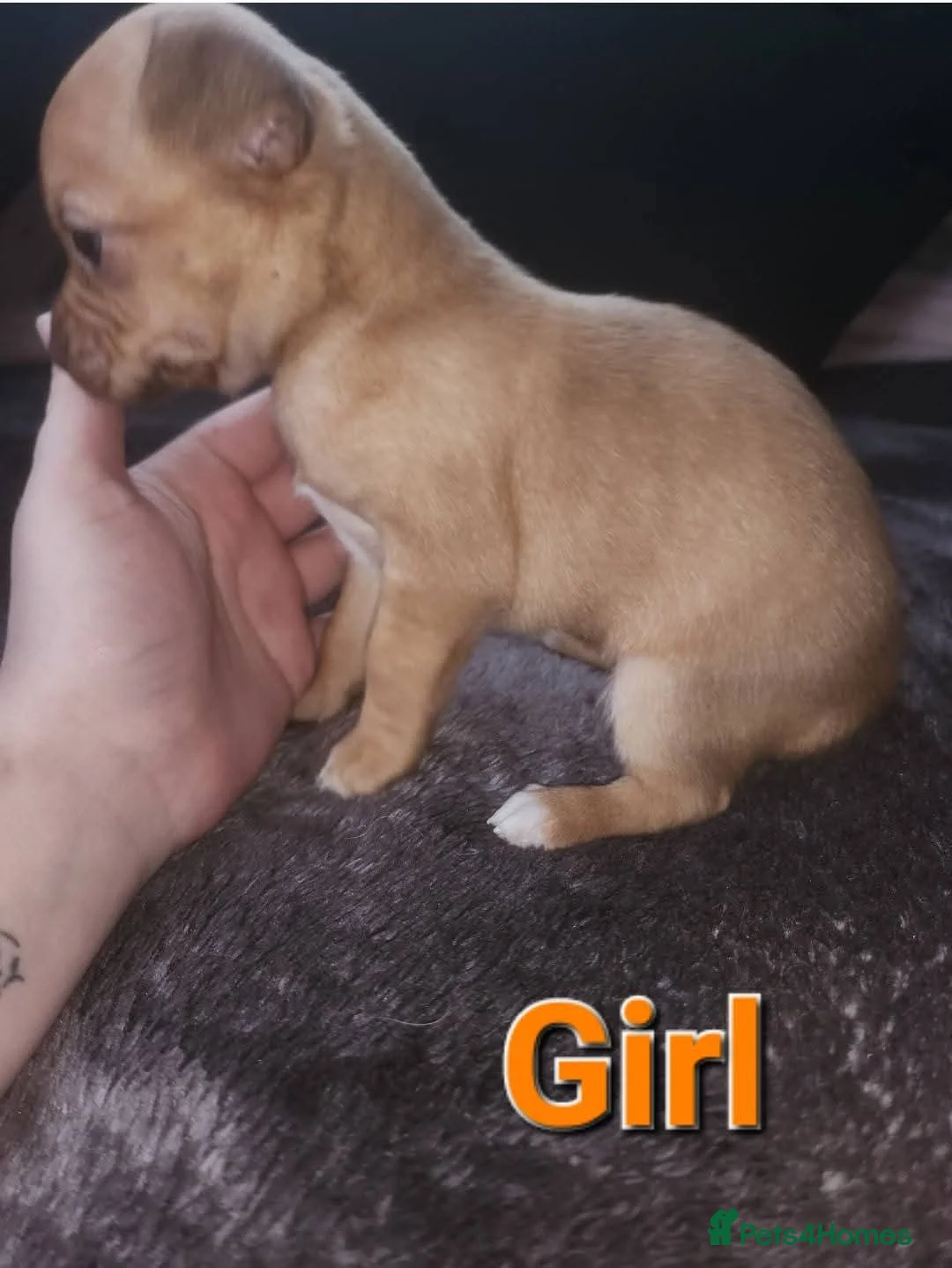 Mixed Breed dogs for sale: Looking for new lap  - Advert 2