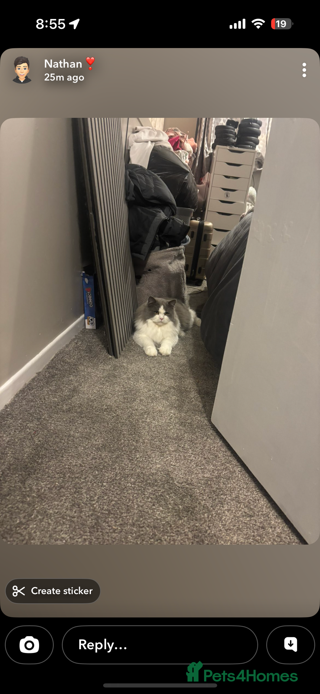 British Shorthair cats for sale: 2 sweet babies left!! - Advert 9