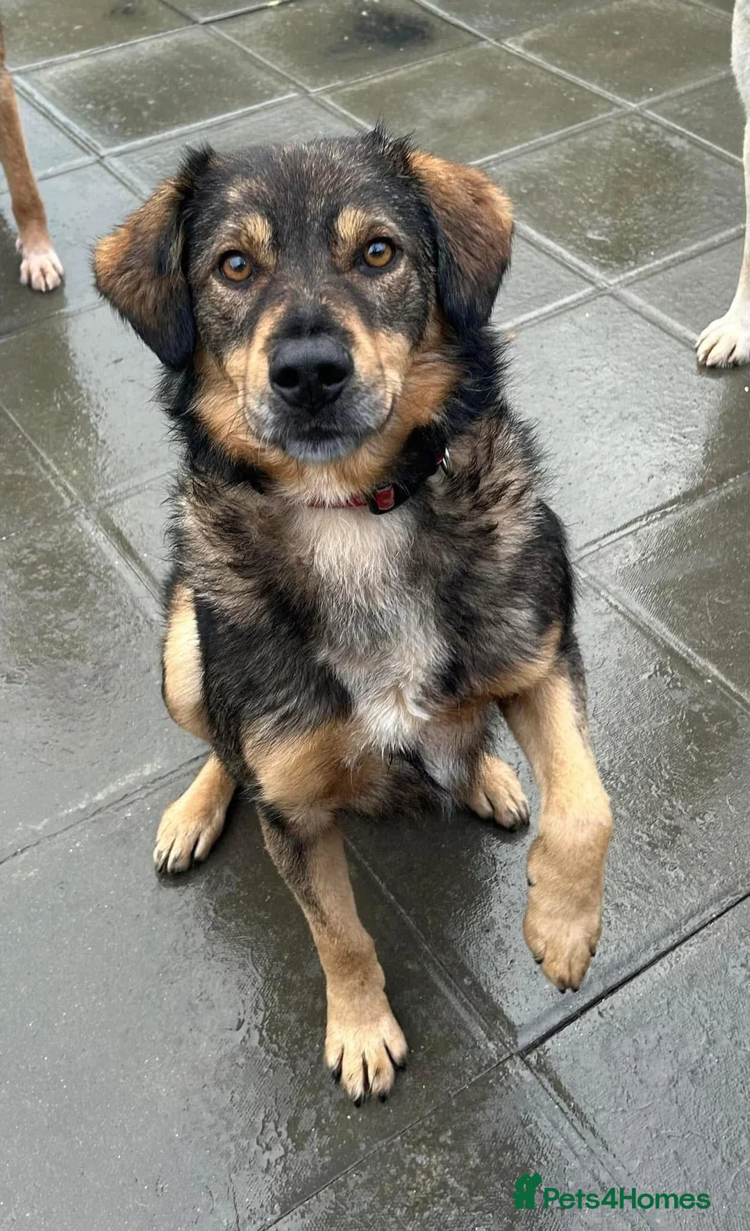 Mixed Breed dogs for adoption: Hovis - Norwich Norfolk  in Norwich - Advert 2