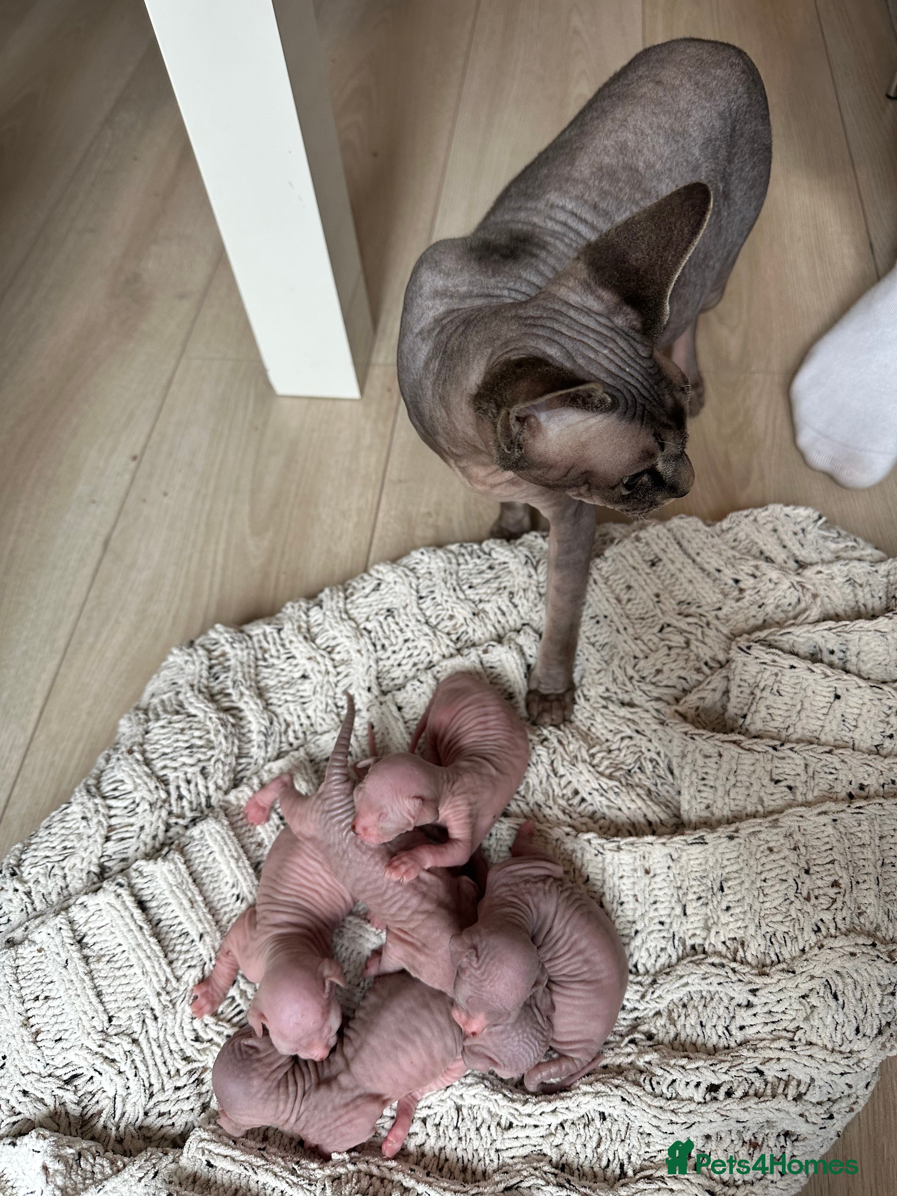 Sphynx cats beautiful Sphynx babies - Advert 4