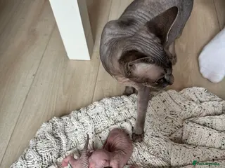 Sphynx cats beautiful Sphynx babies - Advert 4