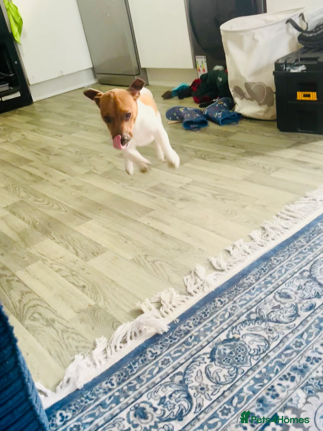 Jack Russell dogs for sale: Pure bred Jack Russell puppy  in Gravesend - Advert 2