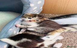 Mixed Breed cats for sale: 4 Adorable Kittens Looking for Their Forever Homes - Image 4