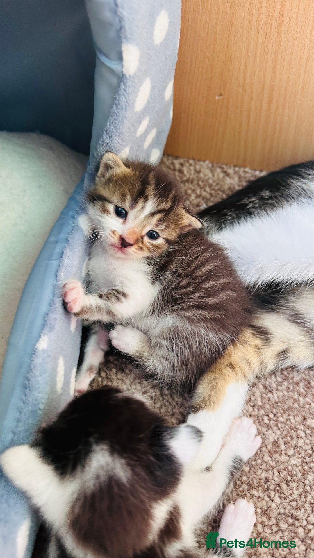 Mixed Breed cats for sale: 4 Adorable Kittens Looking for Their Forever Homes - Image 4