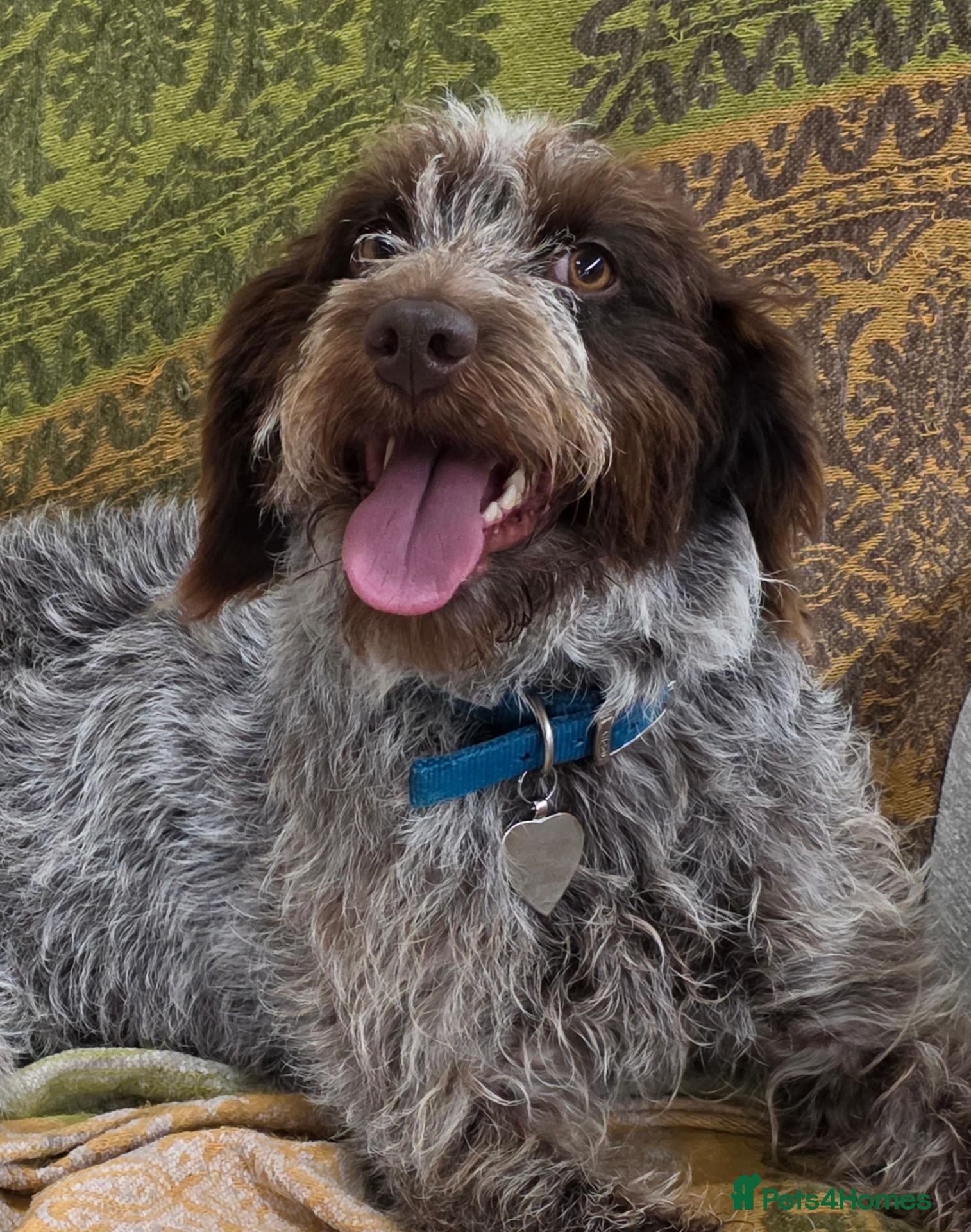 Mixed Breed dogs Springer x Wire Haired Pointer. 4 Yr old bitch - Advert 4