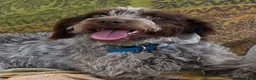 Mixed Breed dogs for sale: Springer x Wire Haired Pointer. 4 Yr old bitch in Bridgwater - Advert 1