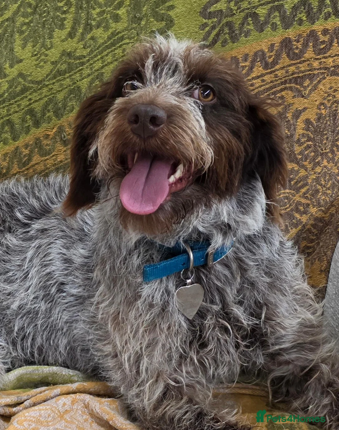 Mixed Breed dogs for sale: Springer x Wire Haired Pointer. 4 Yr old bitch in Bridgwater - Advert 1