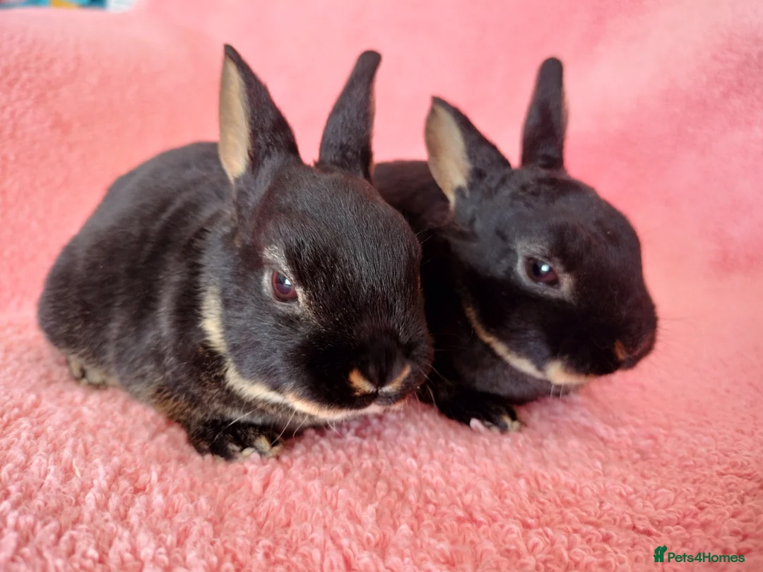 Rex rabbits for sale: Baby mini rex for sale  - Advert 1