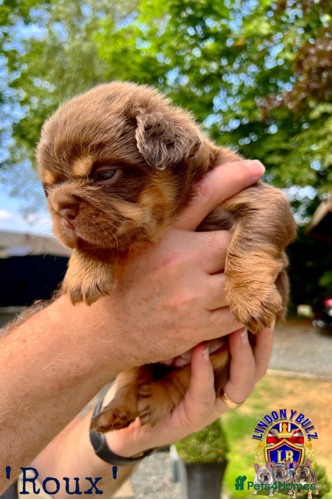French Bulldog dogs for sale: QUALITY FLUFFY FRENCH BULLDOG PUPPIES - Image 1