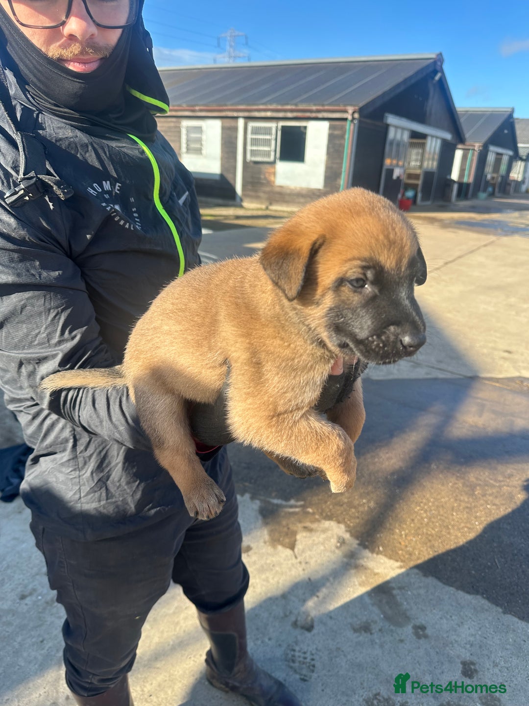 Belgian Shepherd Dog dogs for sale: 🐾🐾 BELGIUM MALINOIS 🐾🐾  - Image 8