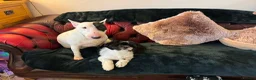 English Bull Terrier dogs for sale: 5 year old girl available. - Advert 3