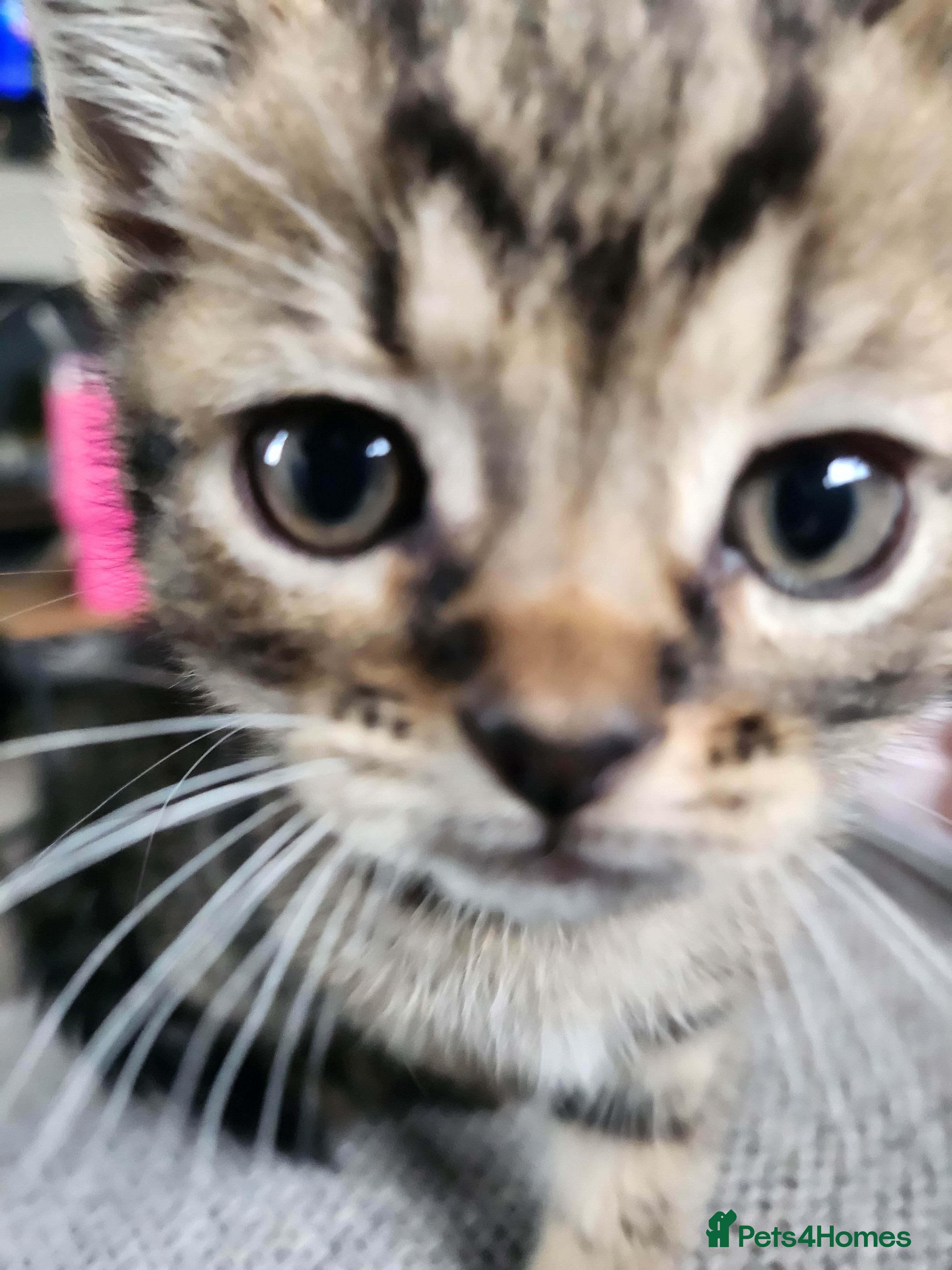 British Shorthair cats The cutest kittens!! - Advert 6