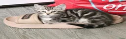 Mixed Breed cats for sale: Bengal Marble & American Shorthair  - Advert 10