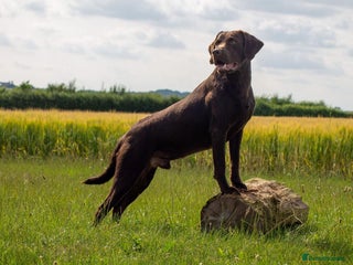 Labrador Retriever dogs in Winchester - Advert 41