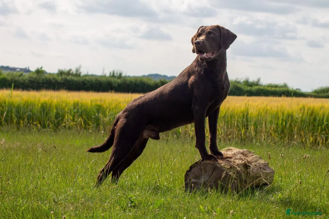 Labrador Retriever dogs for stud: Working Chocolate Labrador available for stud in Winchester - Advert 3
