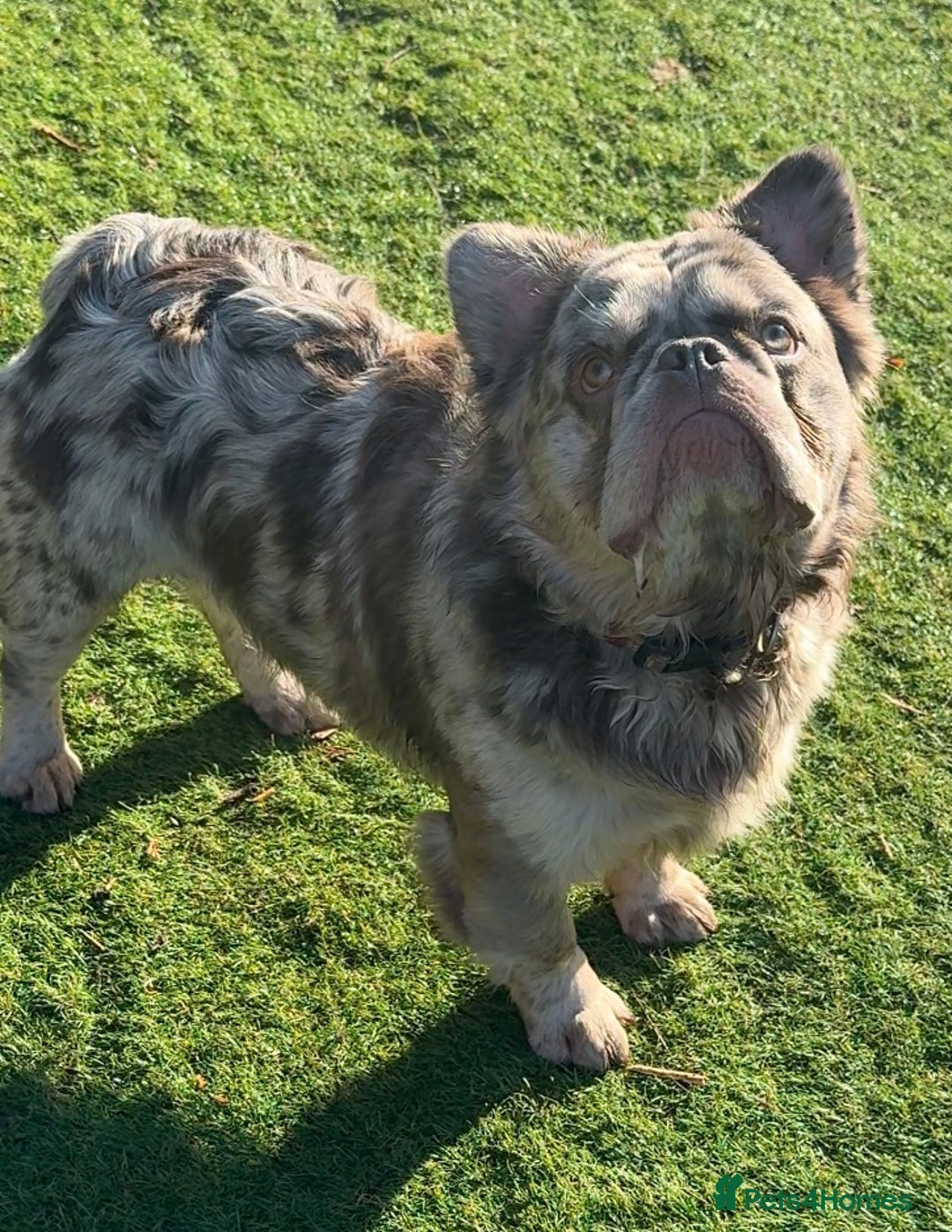 French Bulldog dogs for sale: Fabulous male fluffy frenchie 1.5 years old - Image 1
