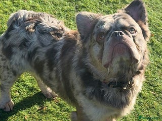 French Bulldog dogs - Advert 2